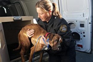Animal Control | DeKalb County Health Department